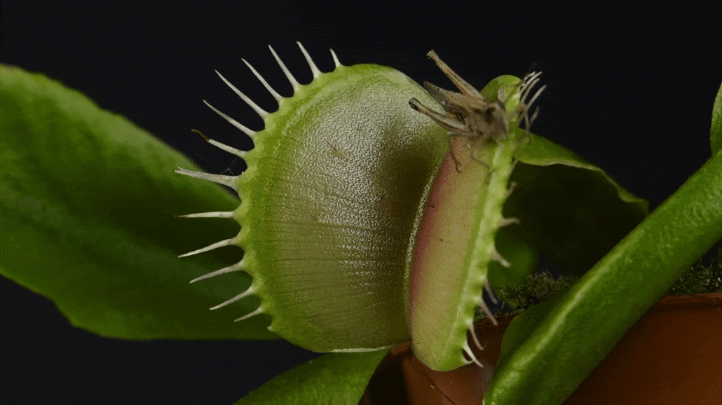 the leaves of a Venus flytrap plant close around a cricket